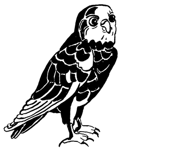 11-torenvalk-web