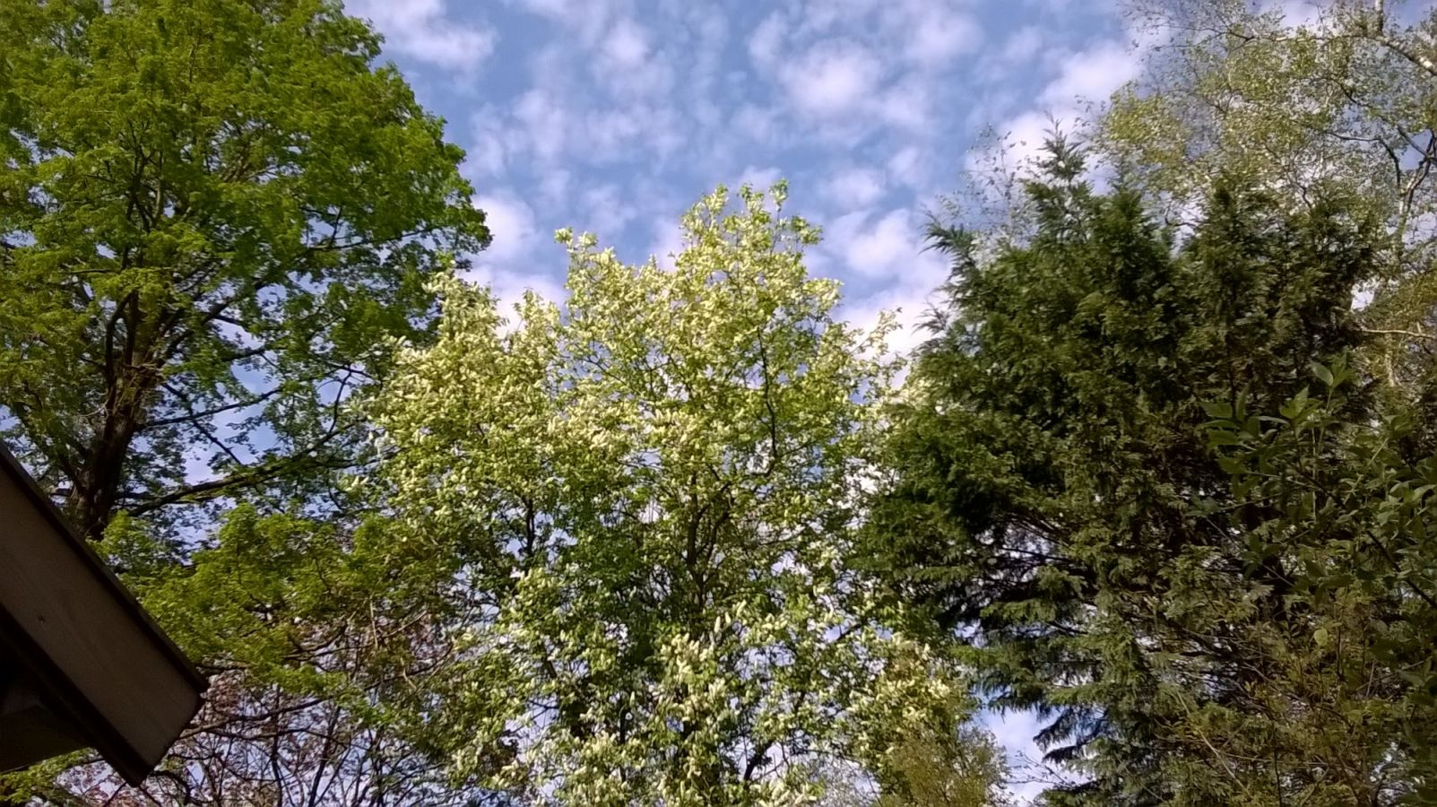 Tuinbomen die hemel en aarde gezond houden